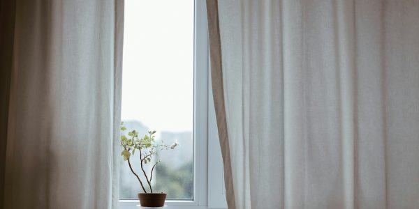 potted plant on window with curtain