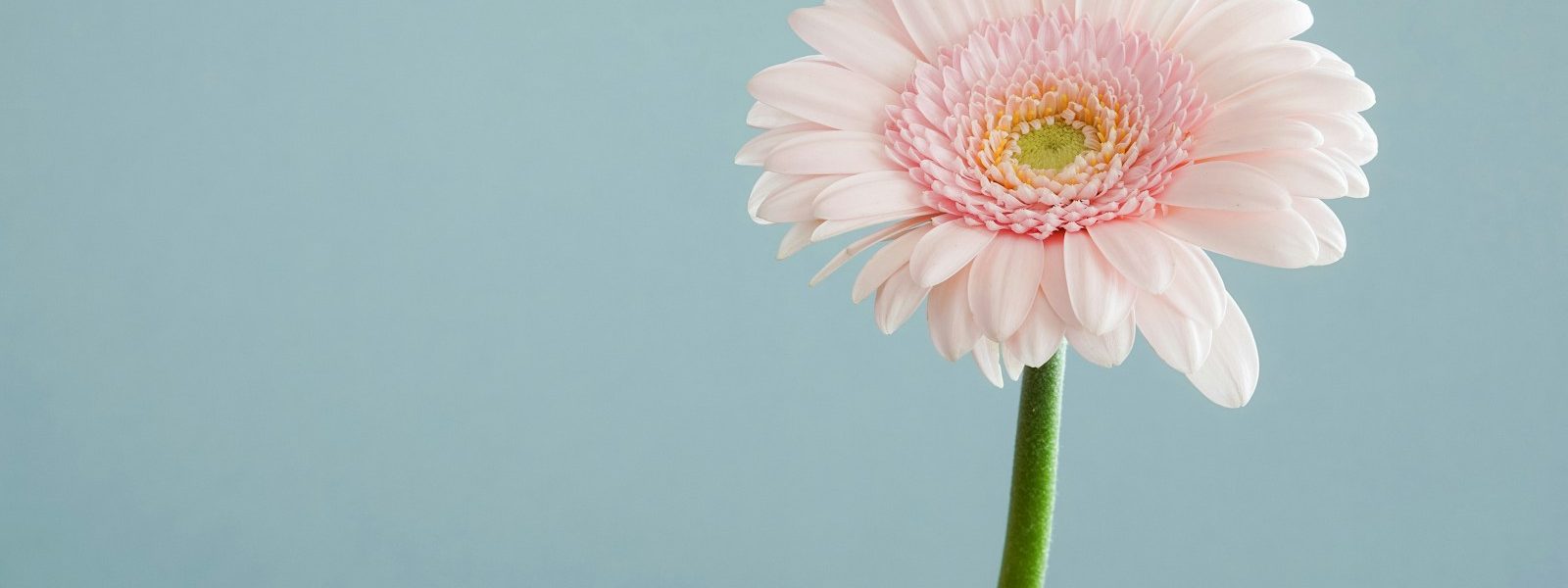 selective focus photography of pink petaled flower