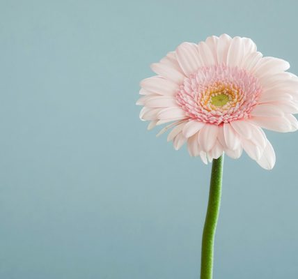 selective focus photography of pink petaled flower