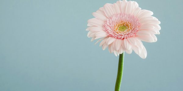 selective focus photography of pink petaled flower
