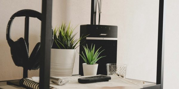 green potted plant on table
